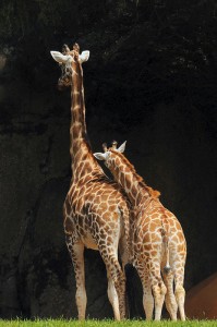 Lean on Me Lean on Me